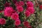 red colored chrysantheme rot tautropfen flower on farm