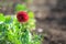 Red colored geranium flowers with leaves.