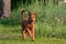 A red-colored Irish Terrier puppy dog funny runs on the grass in the woods for a walk in nature outside the city. Walking a pet