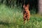 A red-colored Irish Terrier puppy dog funny runs on the grass in the woods for a walk in nature outside the city. Walking a pet