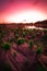 Red colored landscape of swamp with marshes at sunset