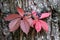 The red colored leaves of the maiden vine on the trunk of a pine tree