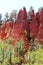 Red colored peaks near Roussillon, France