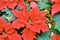 Red colored poinsettia leaves