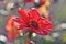 Red colored Single Dahlia flower with water drops on petals and spider silk thread