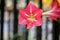 Red colored Striped Barbados lily (Hippeastrum striatum) in bloom : (pix Sanjiv Shukla)