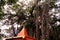 Red colored temple built under banyan tree , Indian Goddess Temple