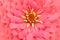 Red colored zinnia