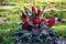 Red colorful cemetery decorations on the meadow