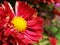 Red colorful Daisy flower with yellow core