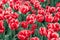 Red colorful tulips, bright flowers, blooming in the garden park. Natural spring background