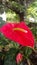 Red colour beautiful anthurium flower