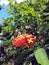 Red colour flower in green leafs with beautiful blue sky looking absolutely stunning