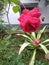 Red colour flowers beuty full in natare