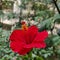 Red colour Hibiscus flower in Indian garden