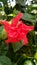 red colour Jaggery flower with many corolla and green leaf kushinagar village