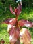 Red colour leafs grow on a plant