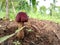 Red colour mushroom in indian forest grow up