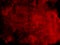 Red colour paint texture background