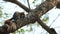 Red colour squirrel sitting on a tree