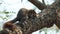 Red colour squirrel sitting on a tree