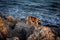 A red coloured cat walking on the rocky beach.