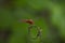 Red coloured Dragonfly portrait