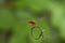 Red coloured Dragonfly portrait