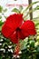 Red coloured hibiscus flower with variegated leaves in a balcony garden.