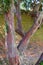 A red coloured tree trunk, Forty Hall, Uk