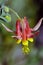 Red Columbine