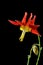 Red columbine flower on black background