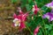 Red Columbines in Yampa Valley Botanical Gardens