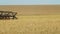 Red combine harvester drives into field collecting wheat. Static scene of wheat field where agricultural machinery