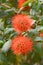 Red Combretum erythrophyllum flower