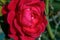 Red common camellia flower in a garden