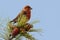 Red (or Common) Crossbill