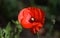 Red Common Field Poppy Flower