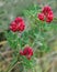 Red Common Kidney Vetch field, red Kidney vetch plant field popular in Malta, flower, Purple clover flowers,red field in spring