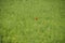 Red Common poppy isolated in green grass