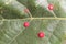 Red common spangle gall of the gall wasp Neuroterus quercusbaccarum