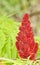 Red Cone Fruit of the Tiger Eyes Sumac Plant