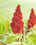 Red Cone Fruit of the Tiger Eyes Sumac Plant