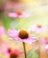 Red coneflowers or purple coneflowers