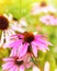 Red coneflowers or purple coneflowers