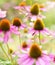 Red coneflowers or purple coneflowers