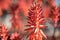 Red conical flowers of Candelabra aloe