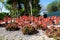 Red conical flowers of Candelabra aloe