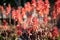 Red conical flowers of Candelabra aloe