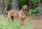 Red Coonhound mixed breed dog